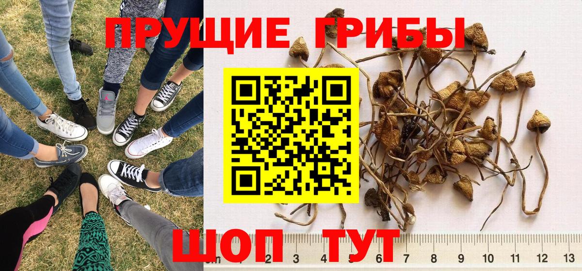 Галлюциногенные грибы прущие грибы Похвистнево